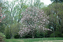 Star Wars Magnolia (Magnolia 'Star Wars') at Stonegate Gardens