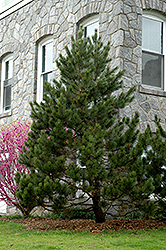 Bosnian Pine (Pinus heldreichii) at Stonegate Gardens