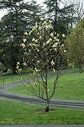 Gold Crown Magnolia (Magnolia 'Gold Crown') at Stonegate Gardens