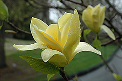 Gold Crown Magnolia (Magnolia 'Gold Crown') at Stonegate Gardens