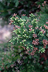 Black Dragon Japanese Cedar (Cryptomeria japonica 'Black Dragon') at Lakeshore Garden Centres