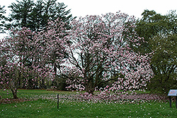 Verbanica Saucer Magnolia (Magnolia x soulangeana 'Verbanica') at Stonegate Gardens