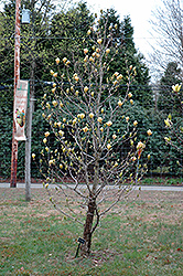 Hot Flash Magnolia (Magnolia 'Hot Flash') at Stonegate Gardens