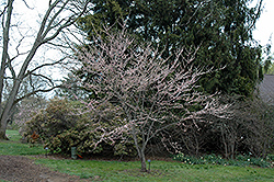 Pauline Lily Redbud (Cercis canadensis 'Pauline Lily') at Stonegate Gardens