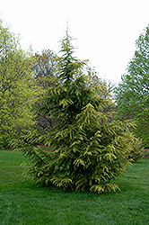 Gold Cone Deodar Cedar (Cedrus deodara 'Gold Cone') at Stonegate Gardens