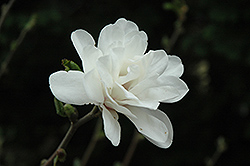 White Rose Magnolia (Magnolia x loebneri 'White Rose') at Stonegate Gardens