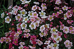 Highlander Rose Shades Saxifrage (Saxifraga x arendsii 'Highlander Rose Shades') at Stonegate Gardens