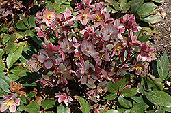 Pink Frost Hellebore (Helleborus 'COSEH 710') at Lakeshore Garden Centres