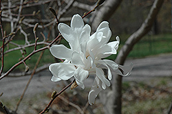 Spring Snow Magnolia (Magnolia x loebneri 'Spring Snow') at Stonegate Gardens