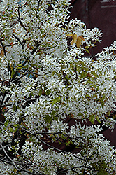 Snowcloud Serviceberry (Amelanchier laevis 'Snowcloud') at Lakeshore Garden Centres