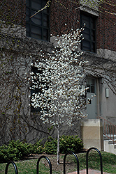 Spring Glory Serviceberry (Amelanchier canadensis 'Spring Glory') at Stonegate Gardens