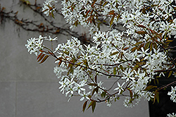 Spring Glory Serviceberry (Amelanchier canadensis 'Spring Glory') at Stonegate Gardens