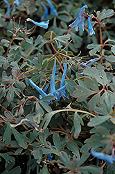 Blue Heron Corydalis (Corydalis 'Blue Heron') at A Very Successful Garden Center