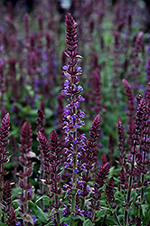 Merleau Blue Sage (Salvia 'Merleau Blue') at Lakeshore Garden Centres
