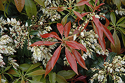 Scarlet O'Hara Japanese Pieris (Pieris japonica 'Scarlet O'Hara') at Stonegate Gardens