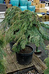 Russian Cypress (tree form) (Microbiota decussata '(tree form)') at Stonegate Gardens