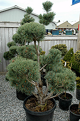 Watereri Scotch Pine (pom pom) (Pinus sylvestris 'Watereri (pom pom)') at Stonegate Gardens