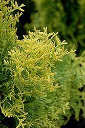 Amber Gold Arborvitae (Thuja occidentalis 'Jantar') at Stonegate Gardens