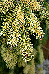 Gold Drift Norway Spruce (Picea abies 'Gold Drift') at The Mustard Seed
