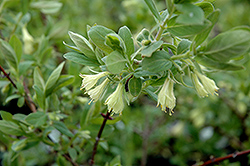 Tundra Honeyberry (Lonicera caerulea 'Tundra') at The Mustard Seed