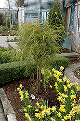 Threadleaf Arborvitae (Thuja occidentalis 'Filiformis (tree form)') at A Very Successful Garden Center