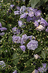 Blue Wonder Creeping Bellflower (Campanula cochleariifolia 'Blue Wonder') at Stonegate Gardens