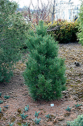 Looney Swiss Stone Pine (Pinus cembra 'Looney') at Stonegate Gardens