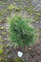 Wintergold Macedonian Pine (Pinus peuce 'Wintergold') at Stonegate Gardens