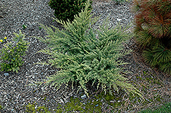 Golden Spray Redcedar (Juniperus virginiana 'Golden Spray') at Stonegate Gardens