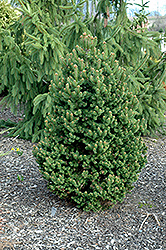 Emsland Norway Spruce (Picea abies 'Emsland') at Stonegate Gardens