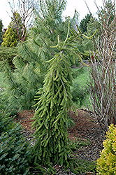 Frohburg Norway Spruce (Picea abies 'Frohburg') at Stonegate Gardens