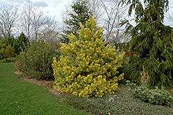 Wolting's Gold Scotch Pine (Pinus sylvestris 'Wolting's Gold') at Stonegate Gardens