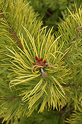 Wolting's Gold Scotch Pine (Pinus sylvestris 'Wolting's Gold') at Stonegate Gardens