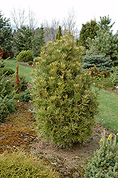 Compacta Lacebark Pine (Pinus bungeana 'Compacta') at Stonegate Gardens