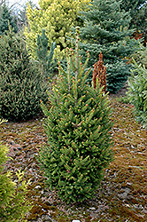 Will's Zwergform Norway Spruce (Picea abies 'Will's Zwergform') at Stonegate Gardens