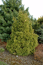 Sherwood Moss Arborvitae (Thuja occidentalis 'Sherwood Moss') at Lakeshore Garden Centres