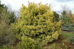 Golden Scotch Pine (Pinus sylvestris 'Aurea') at Stonegate Gardens