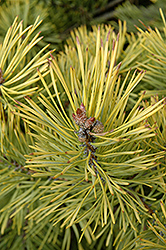 Golden Scotch Pine (Pinus sylvestris 'Aurea') at Stonegate Gardens