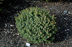 Machala Hybrid Spruce (Picea x mariorika 'Machala') at Stonegate Gardens