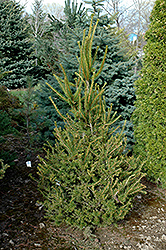 Berry Gardens Fast Norway Spruce (Picea abies 'Berry Gardens Fast') at Stonegate Gardens
