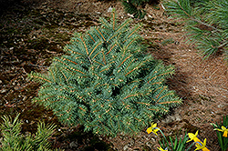 Freeport Colorado Spruce (Picea pungens 'Freeport') at Stonegate Gardens