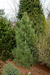 Chamolet Swiss Stone Pine (Pinus cembra 'Chamolet') at Stonegate Gardens