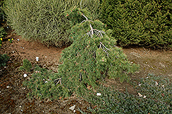Mitch's Weeping Scotch Pine (Pinus sylvestris 'Mitch's Weeping') at Stonegate Gardens