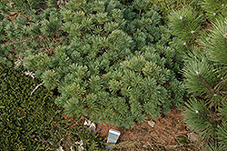 Bergmann's Mini White Pine (Pinus strobus 'Bergmann's Mini') at Stonegate Gardens