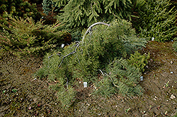 Honest Abe Creeping White Pine (Pinus strobus 'Honest Abe') at Stonegate Gardens
