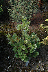 Skyline Western White Pine (Pinus monticola 'Skyline') at Stonegate Gardens