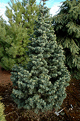 Compact White Fir (Abies concolor 'Compacta') at Stonegate Gardens
