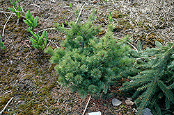Nellie D Japanese White Pine (Pinus parviflora 'Nellie D') at Stonegate Gardens