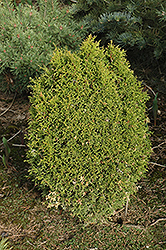 Boisbriand Arborvitae (Thuja occidentalis 'Boisbriand') at Stonegate Gardens