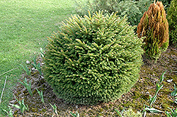 Brabant Norway Spruce (Picea abies 'Brabant') at Stonegate Gardens